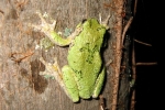 Eastern Gray Treefrog - By: Wayne Fidler