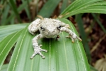 Cope\'s Gray Treefrog - By: Bob Hamilton