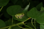 Eastern Gray Treefrog - By: Don Becker