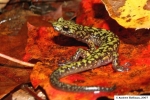 Green Salamander - By: Andrew Hoffman