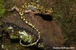 Green Salamander - By: Andrew Hoffman