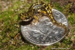 Green Salamander - Juvenile - By: Andrew Hoffman