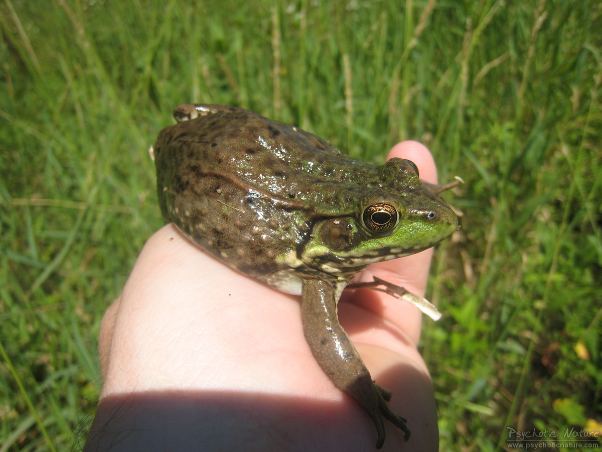 Green Frog – PA HERP IDENTIFICATION