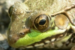 Green Frog By: Jeff Hankey