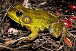 Green Frog By: Bob Hamilton