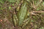 Green Frog By: Wayne Fidler
