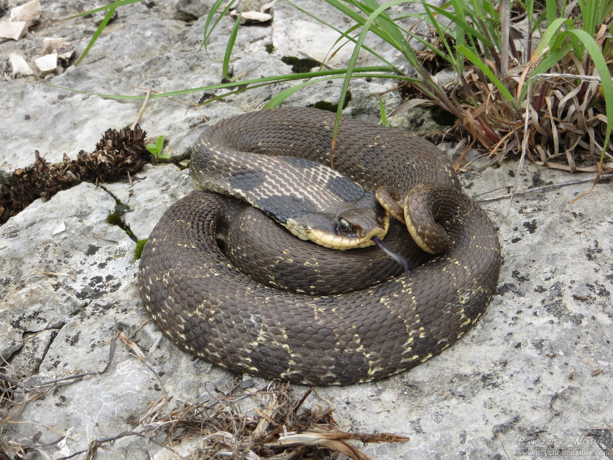 Eastern Hog-nosed Snake - Cape Cod National Seashore (U.S.