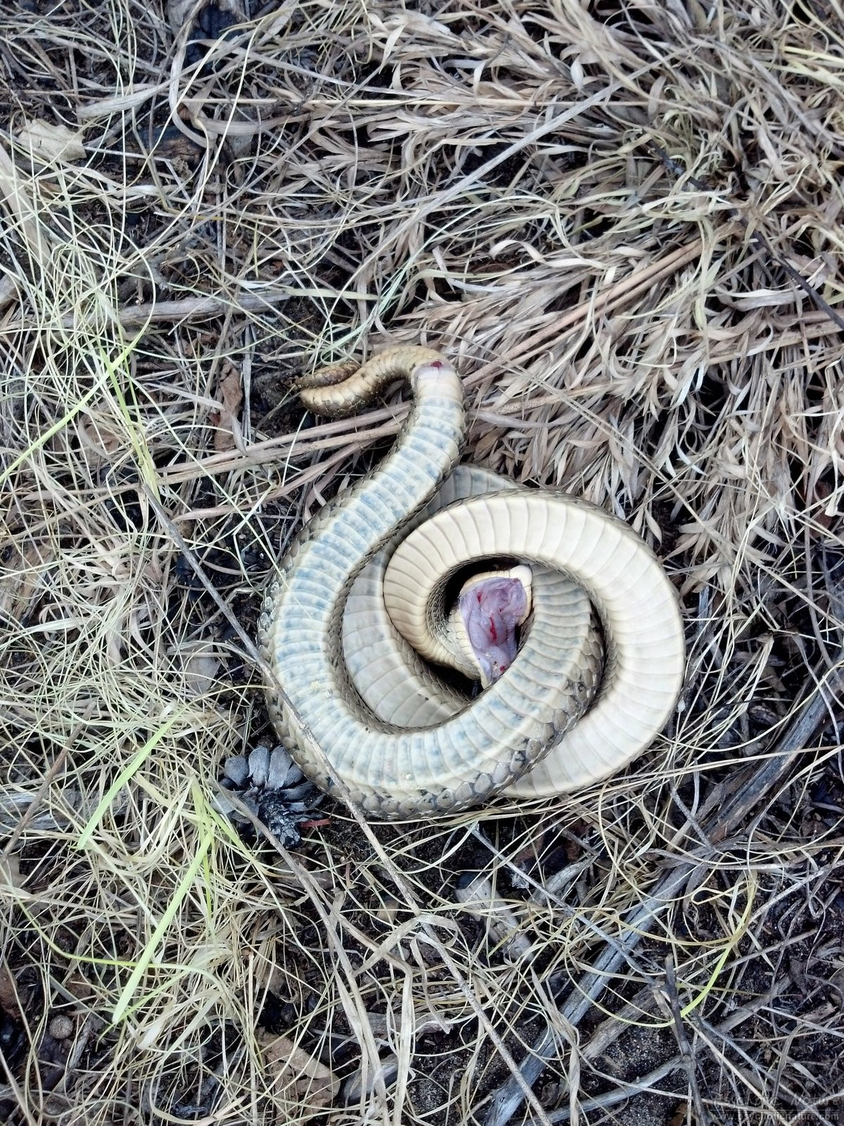 Eastern Hog-nosed Snake - Cape Cod National Seashore (U.S.