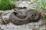 Eastern Hog-nosed Snake  By: Don Becker