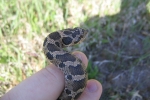Eastern Hog-nosed Snake  By: Don Becker
