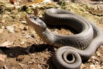Eastern Hog-nosed Snake - Melanistic - By: Bob Hamilton