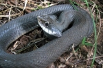 Eastern Hog-nosed Snake - Melanistic - By: Dave Emma