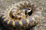 Eastern Hog-nosed Snake- By: Jeff Slawson