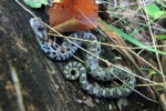 Eastern Hog-nosed Snake- By: Dave Emma