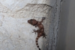House Gecko - By: Doug Warner