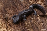 Jefferson Salamander - David J. Hand