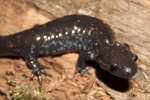 Jefferson's Salamander - Rex Everett