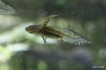 Jefferson Salamander Larvae - David J. Hand