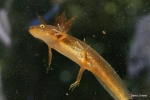 Jefferson Salamander Larvae - David J. Hand