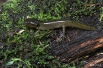 Jefferson Salamander Metamorph - David J. Hand