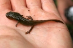 Jefferson Salamander Larvae - Jason Poston