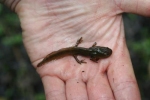 Jefferson Salamander Larvae - Jason Poston
