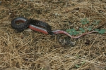 Kirtland’s Snake  By: Don Becker