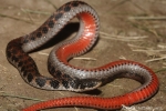 Kirtland’s Snake  By:Andrew Hoffman
