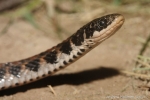 Kirtland’s Snake  By:Andrew Hoffman