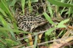 Northern Leopard Frog - By: Don Becker