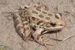 Northern Leopard Frog - By: Wayne Fidler