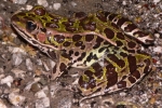 Northern Leopard Frog  - By: Jeff Hankey