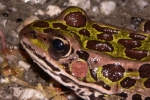Northern Leopard Frog - By: Jeff Hankey