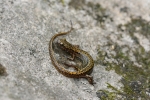 Longtail Salamander - By: Don Becker