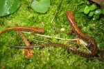 Longtail Salamander - By: Don Becker