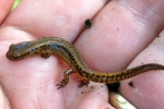 Longtail Salamander - By: Billy Brown