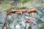 Longtail Salamander - By: Dave Emma