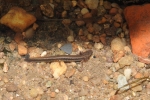 Long-tailed Salamander By: Nate Nazdrowicz