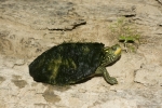 Northern  Map Turtle - By: Don Becker
