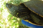 Northern Map Turtle - By: Andy Weber