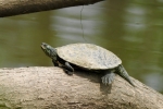 Northern Map Turtle - By:  Stephen_Staedtler