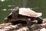 Northern Map Turtle - By: Jeff Hankey
