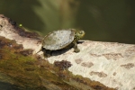Northern  Map Turtle - By: Stephen_Staedtler