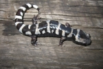 Marbled Salamander By: Don Becker