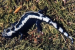 Marbled Salamander - By: Tom Diez