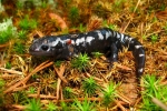 Marbled Salamander - By:Bob Hamilton