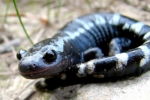Marbled Salamander - By:Bob Hamilton