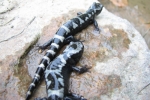 Marbled Salamander - By:Dave Emma