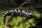 Marbled Salamander By: David J. Hand