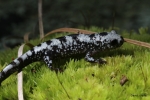 Marbled Salamander By: David J. Hand